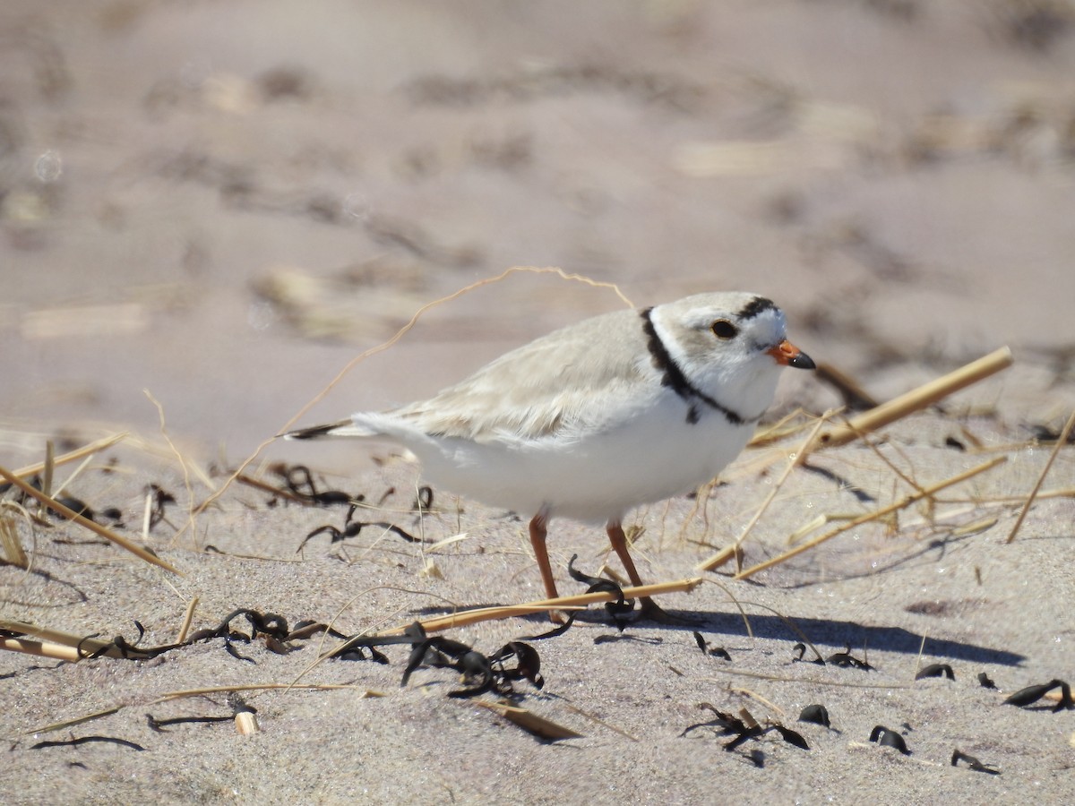Piping Plover - ML617947552