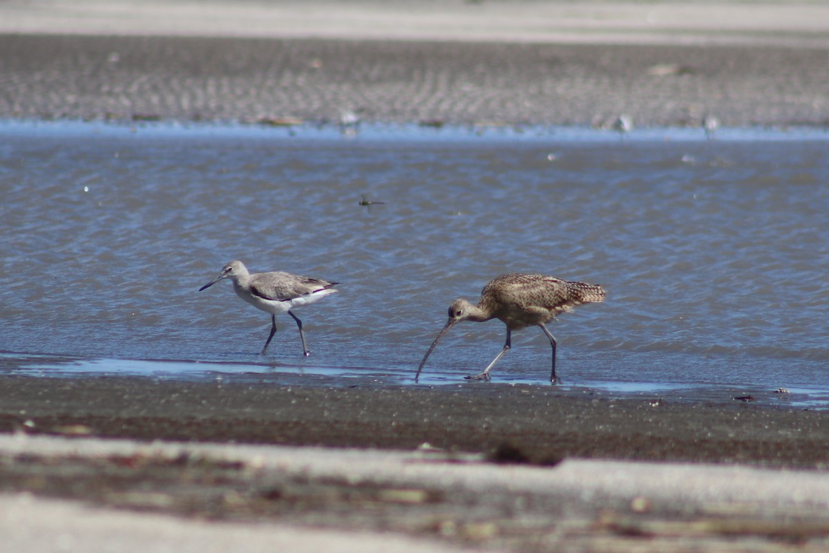 Long-billed Curlew - ML617947561