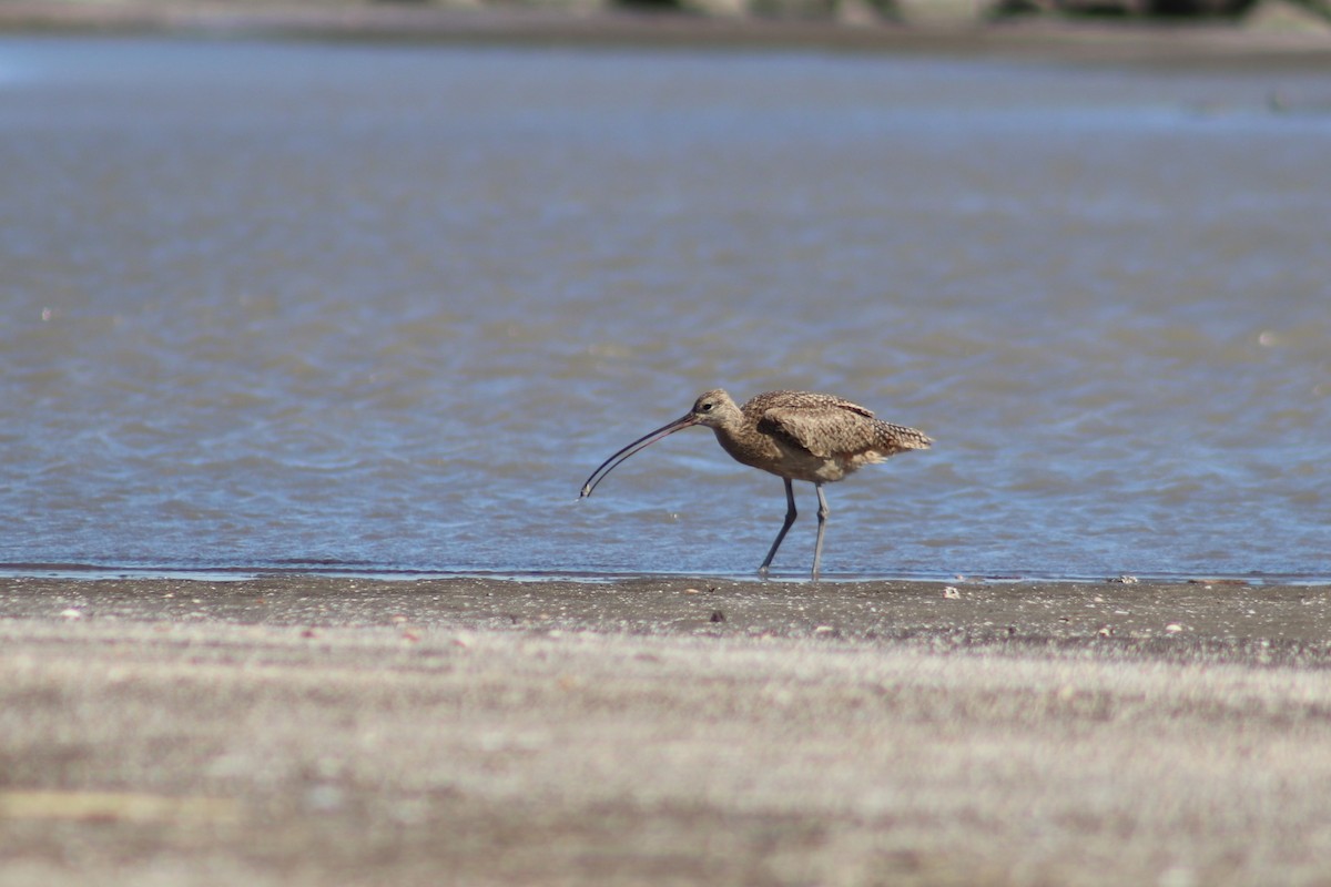 Long-billed Curlew - ML617947562