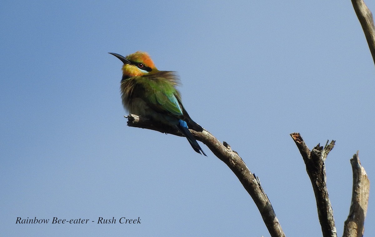 Rainbow Bee-eater - Marie Tarrant