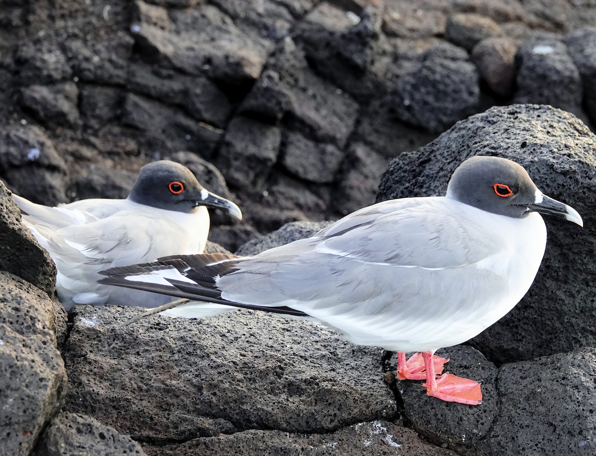 Swallow-tailed Gull - ML617947585