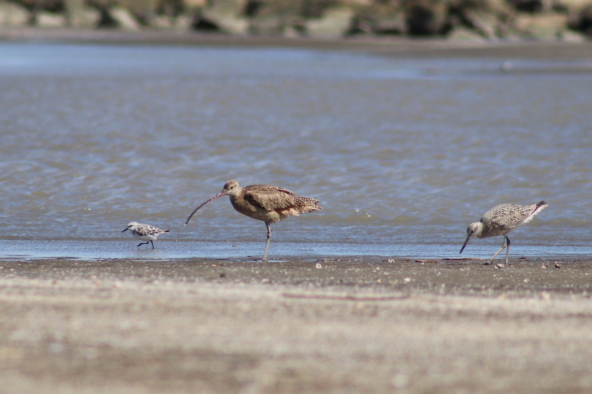 Long-billed Curlew - ML617947591