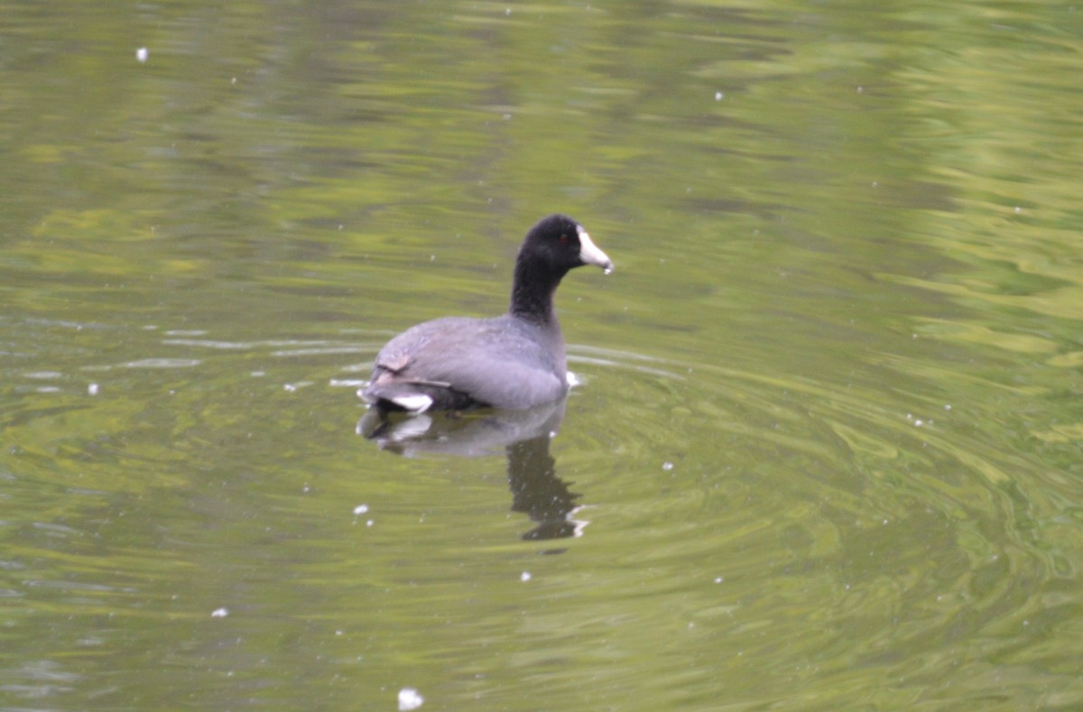 eBird Checklist - 25 Apr 2024 - Shelby Farms Park--Amphitheater Loop ...