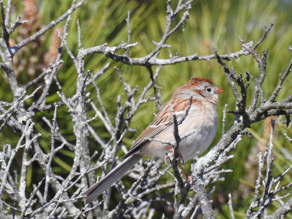Field Sparrow - ML617947597