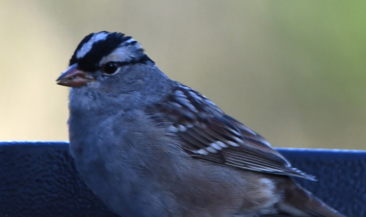 White-crowned Sparrow - ML617947599