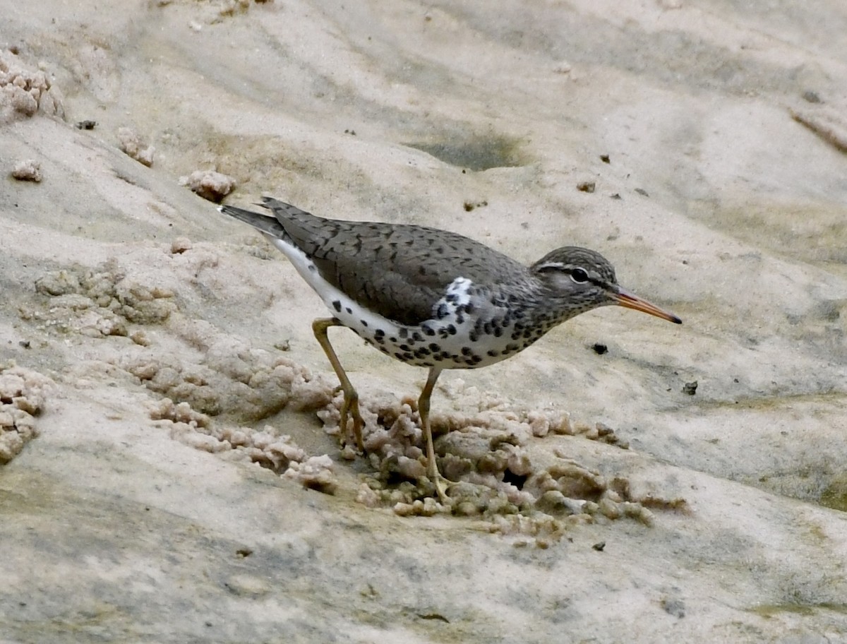 Spotted Sandpiper - wendy ambrefe