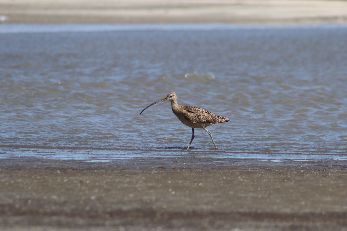 Long-billed Curlew - ML617947606