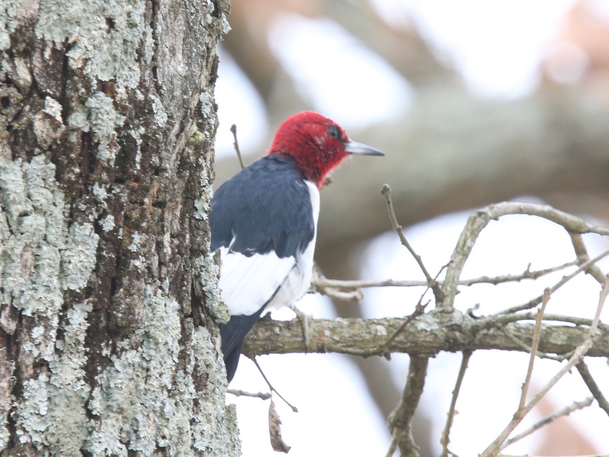 Red-headed Woodpecker - ML617947627