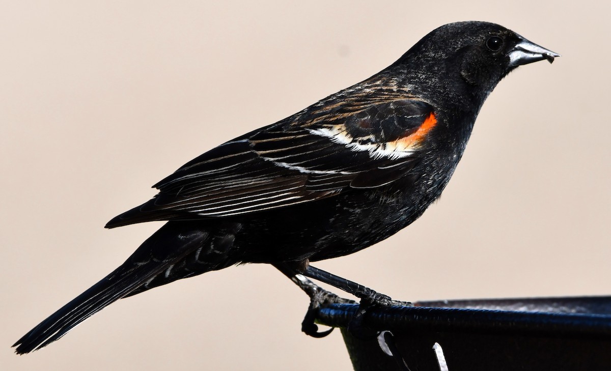Red-winged Blackbird - Gregory Hartman