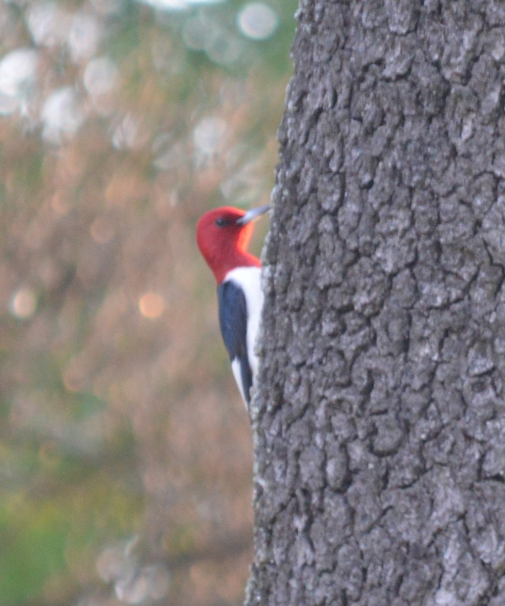Red-headed Woodpecker - ML617947676