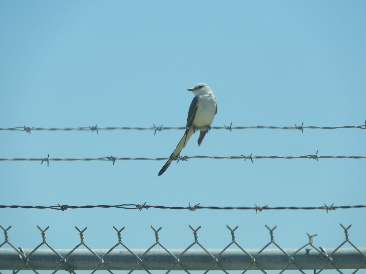 Scissor-tailed Flycatcher - Donna Summers