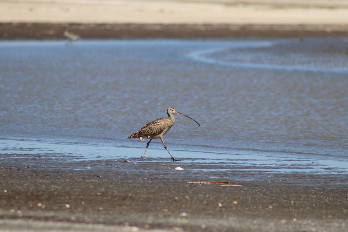 Long-billed Curlew - ML617947729