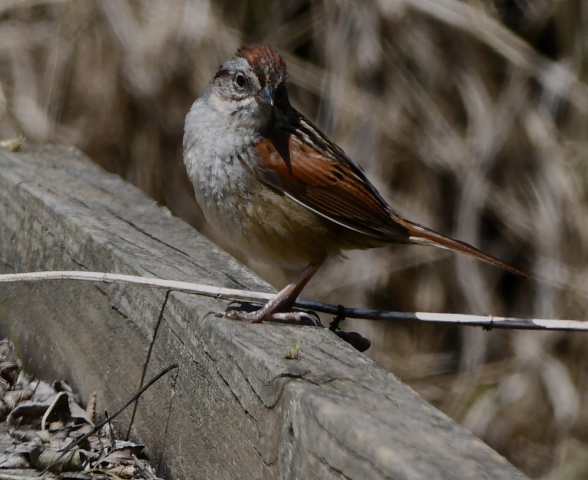 Swamp Sparrow - ML617947741