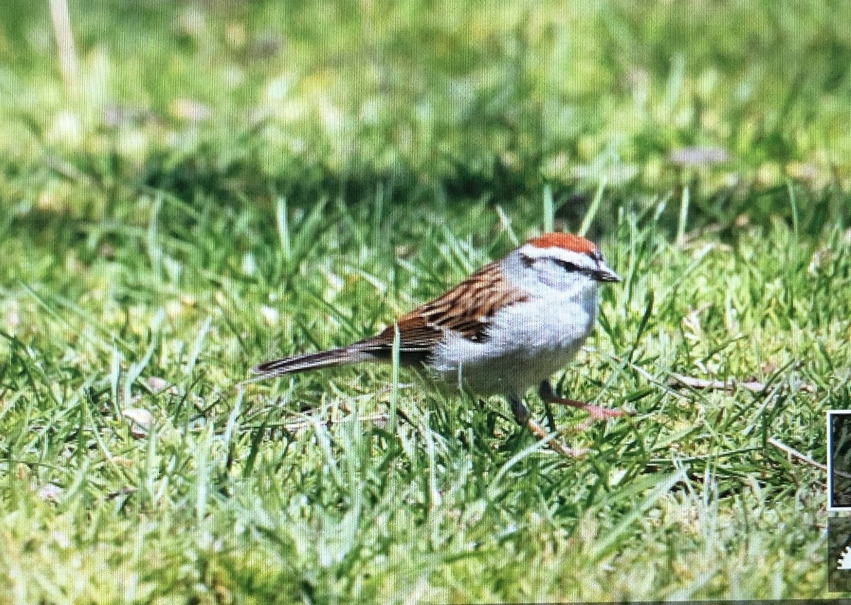 Chipping Sparrow - ML617947775