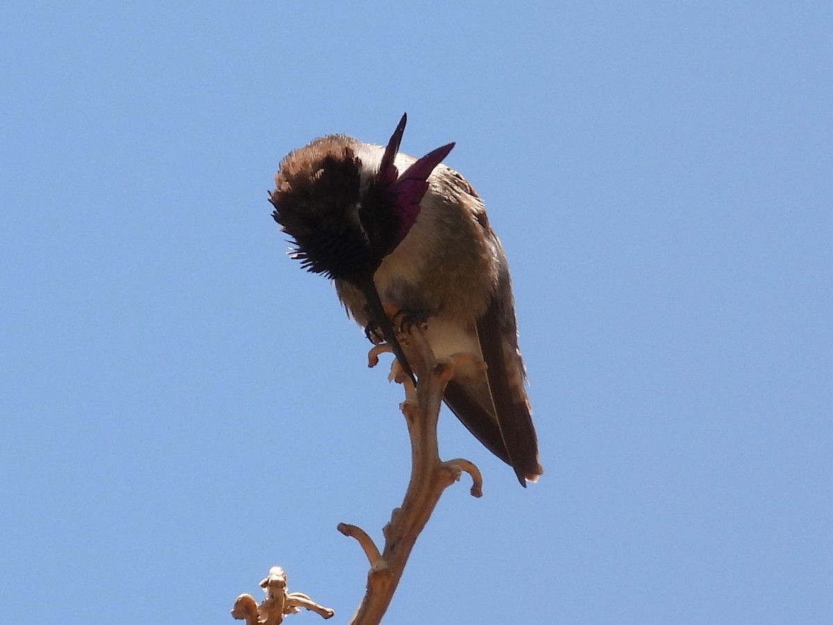 Costa's Hummingbird - Bryan Baker