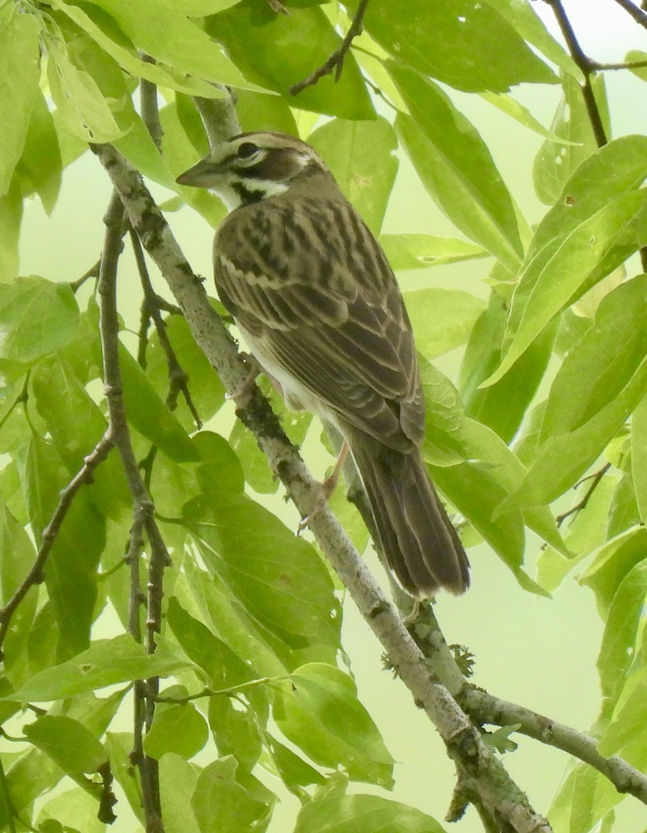 Lark Sparrow - Robert Ducham