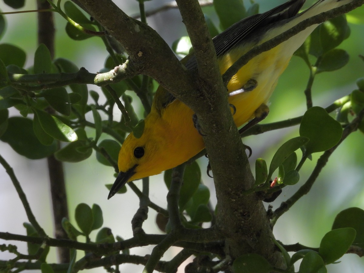 Prothonotary Warbler - ML617947811