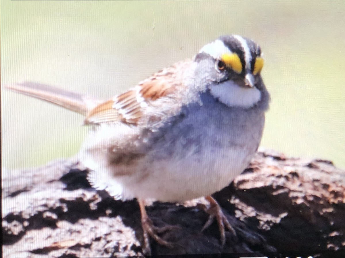 White-throated Sparrow - ML617947812