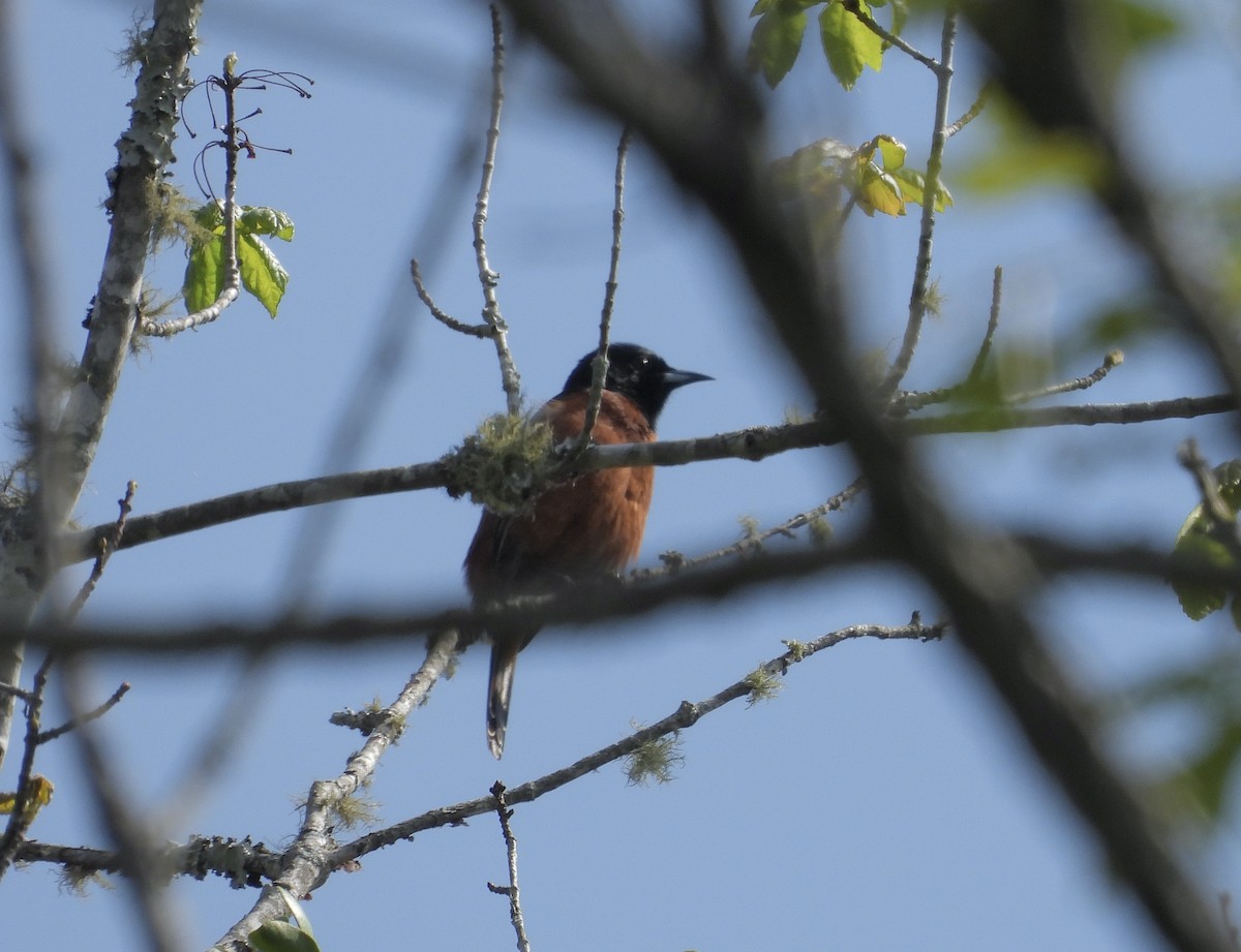 Orchard Oriole - ML617947831