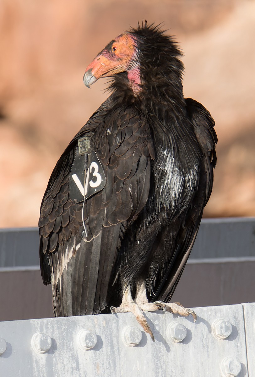 Condor de Californie - ML617947848