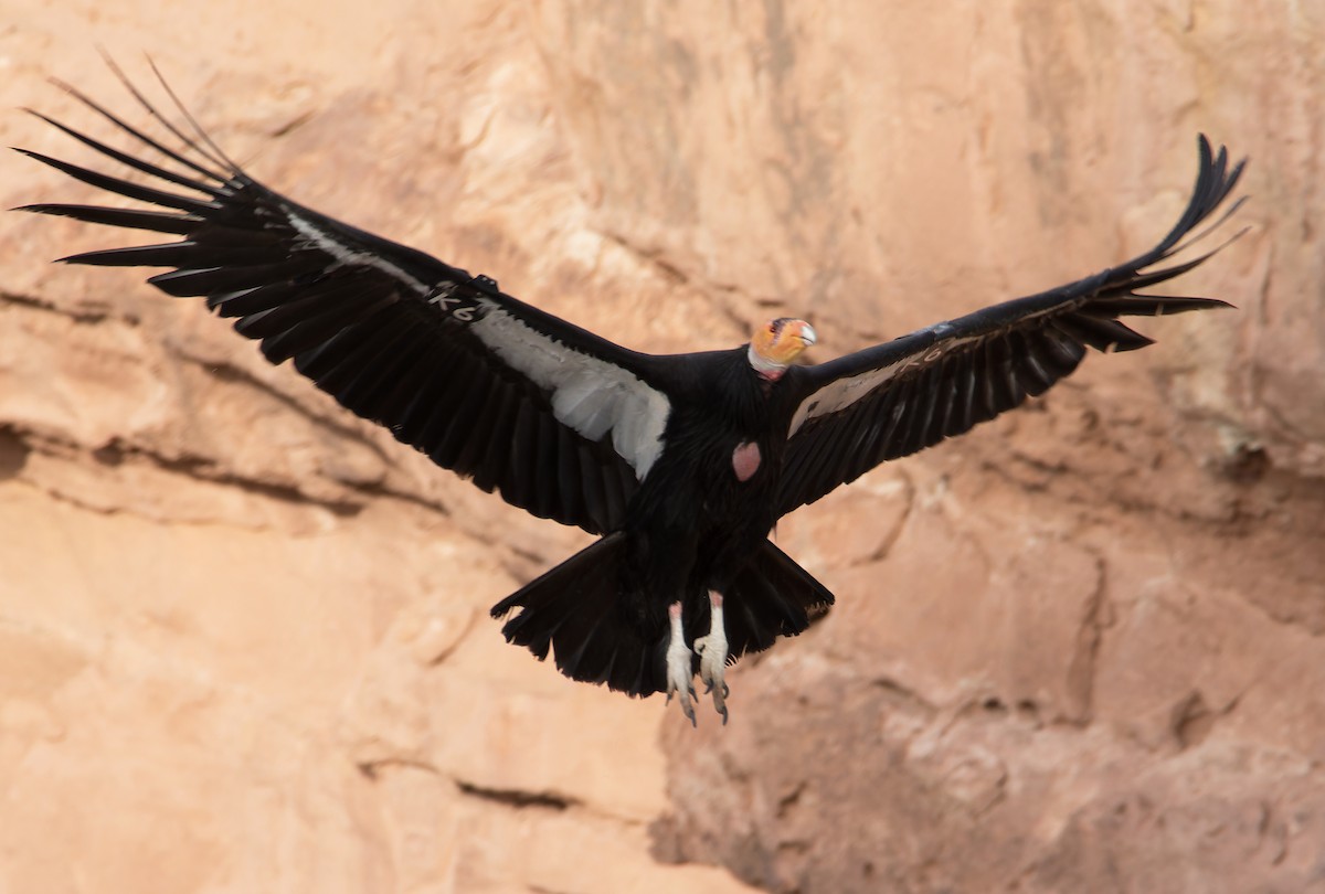 California Condor - ML617947852