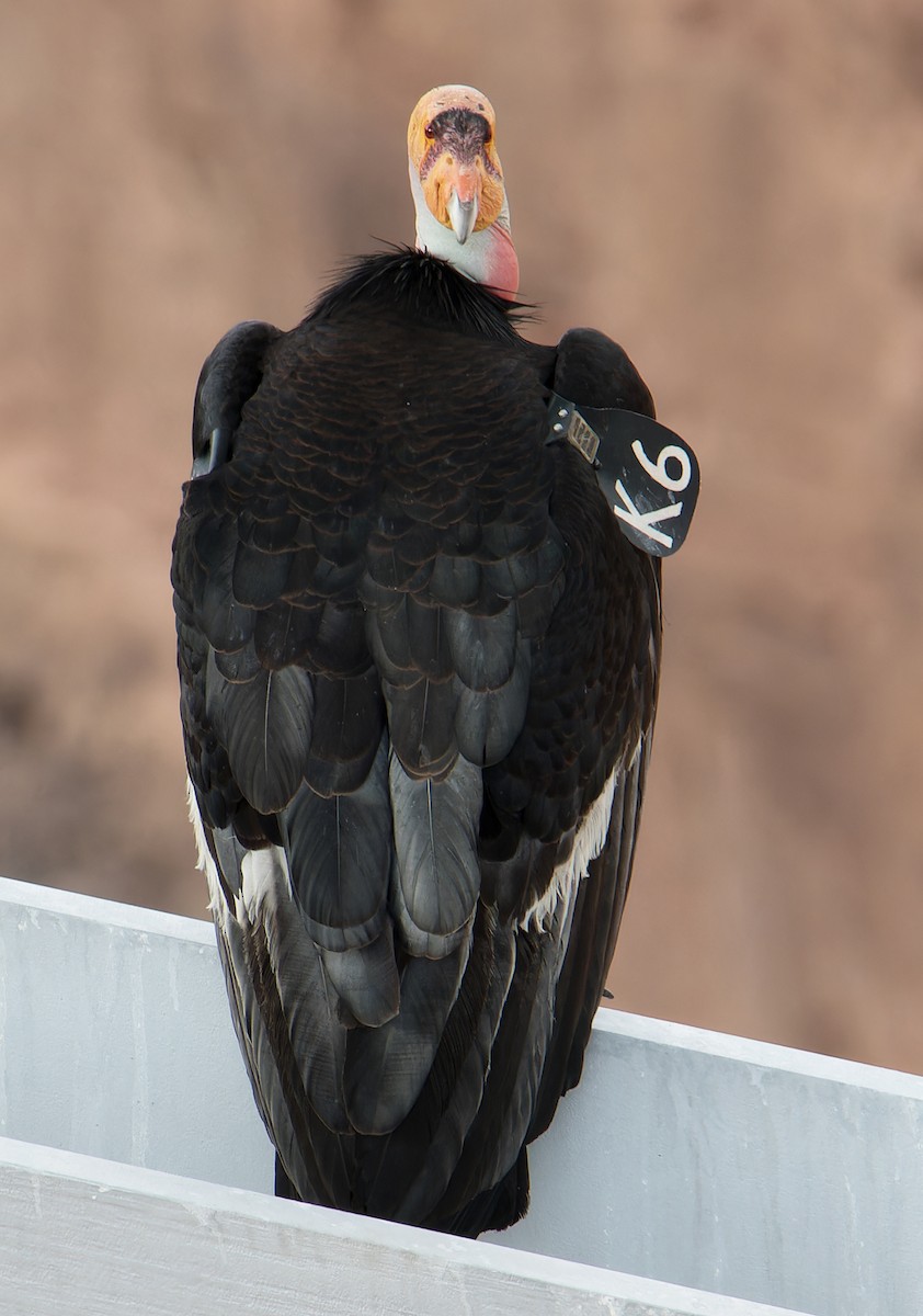 Condor de Californie - ML617947858