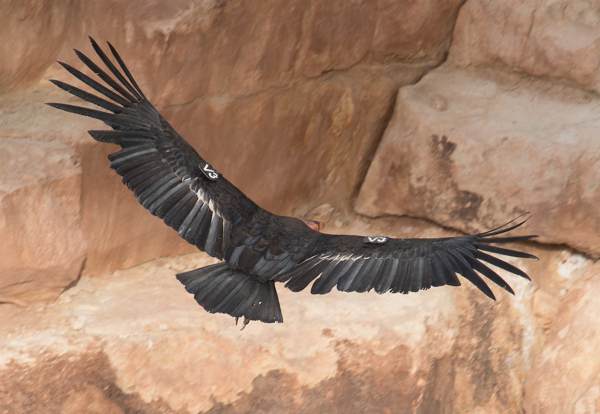Condor de Californie - ML617947866