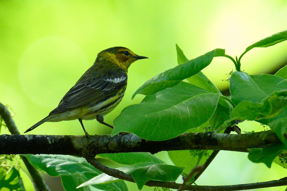 Cape May Warbler - ML617947872