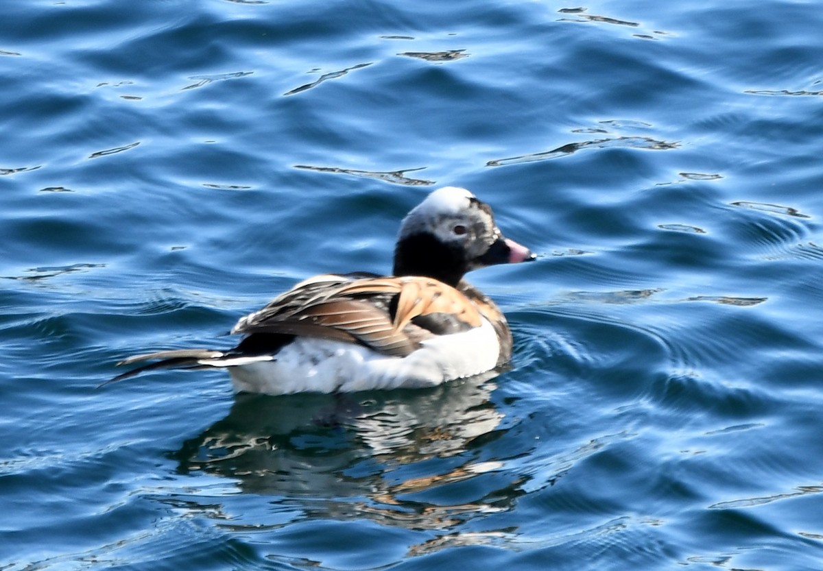 Long-tailed Duck - ML617947899