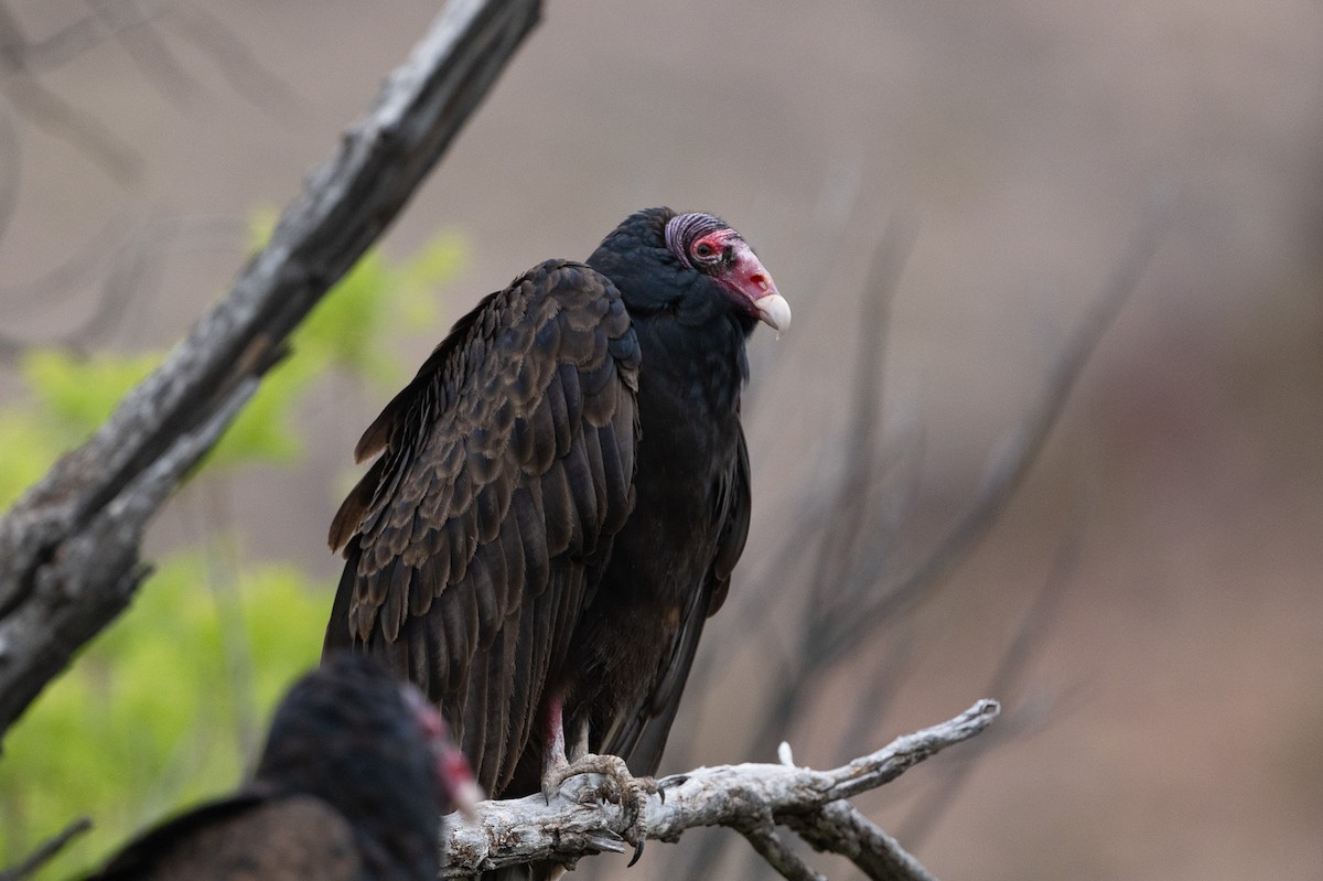 Turkey Vulture - ML617947904