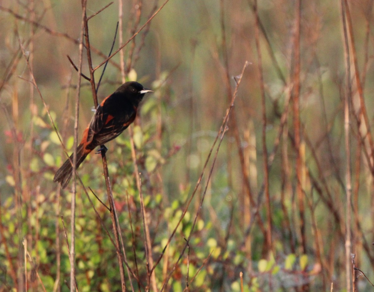 Orchard Oriole - ML617947918