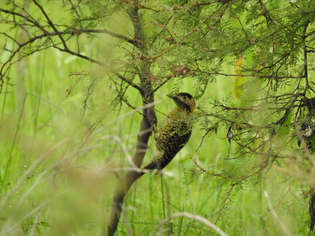 Green-barred Woodpecker - ML617947922