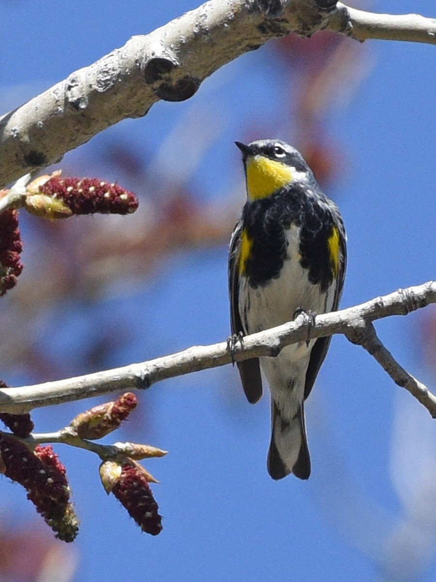 Yellow-rumped Warbler (Myrtle x Audubon's) - ML617947933
