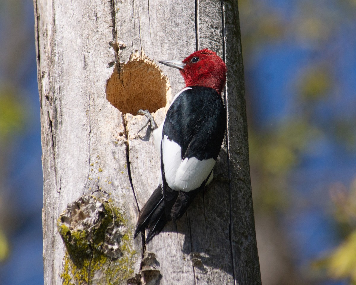 Red-headed Woodpecker - ML617947937