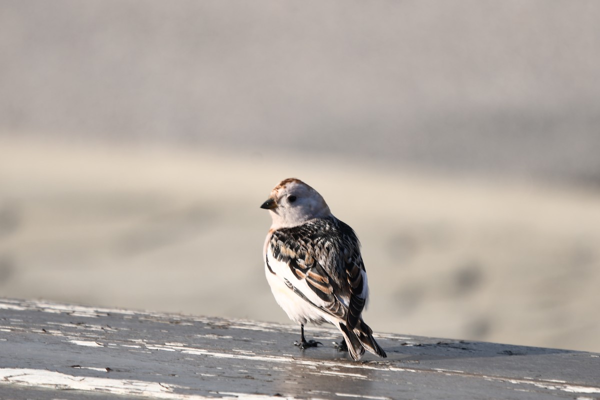 Snow Bunting - roger beaupre