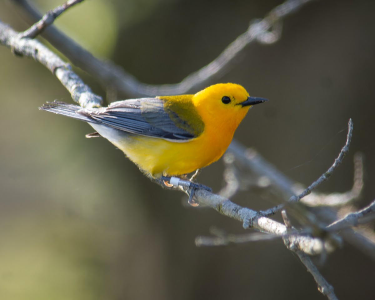 Prothonotary Warbler - ML617947950