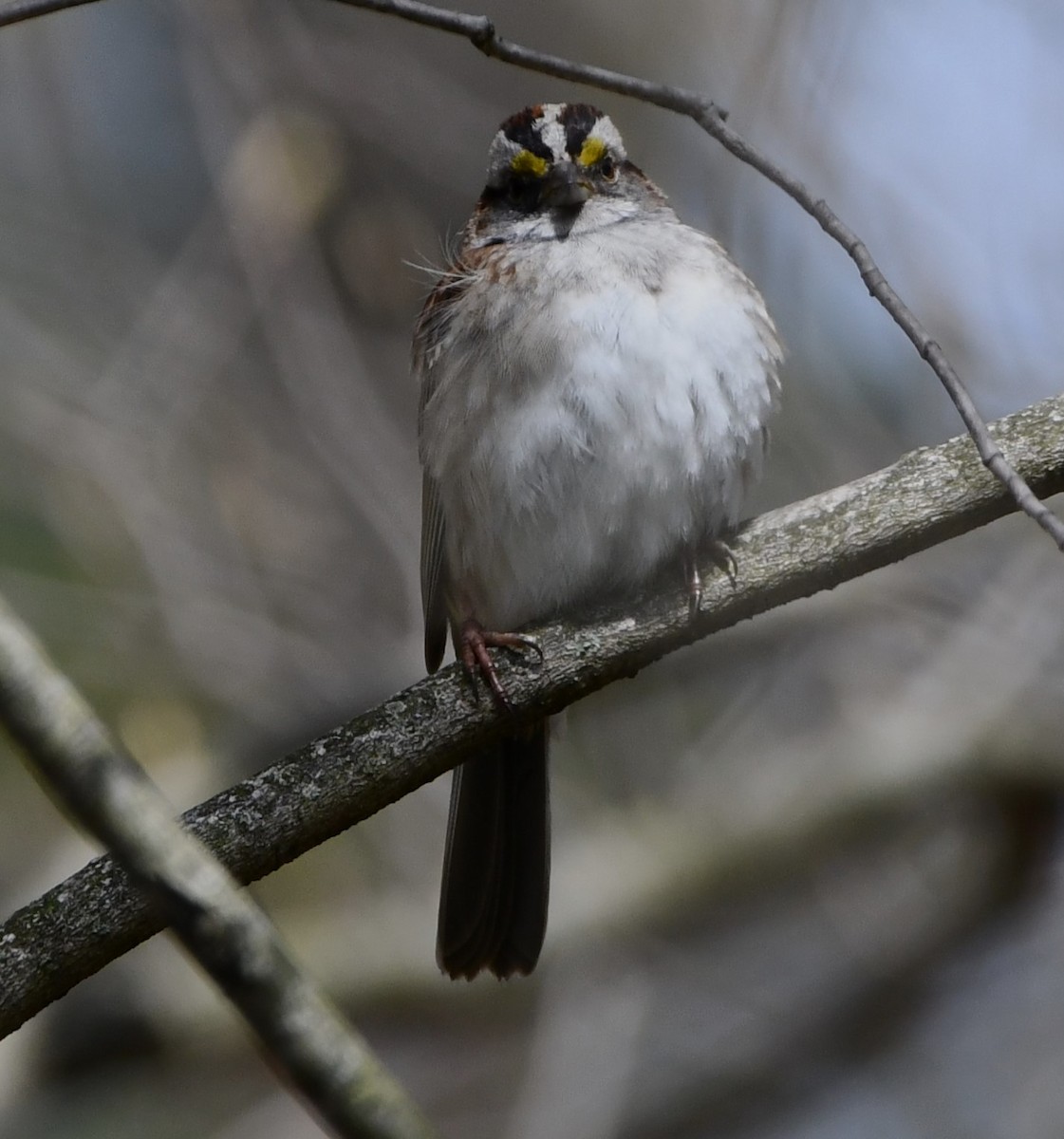 White-throated Sparrow - ML617947966