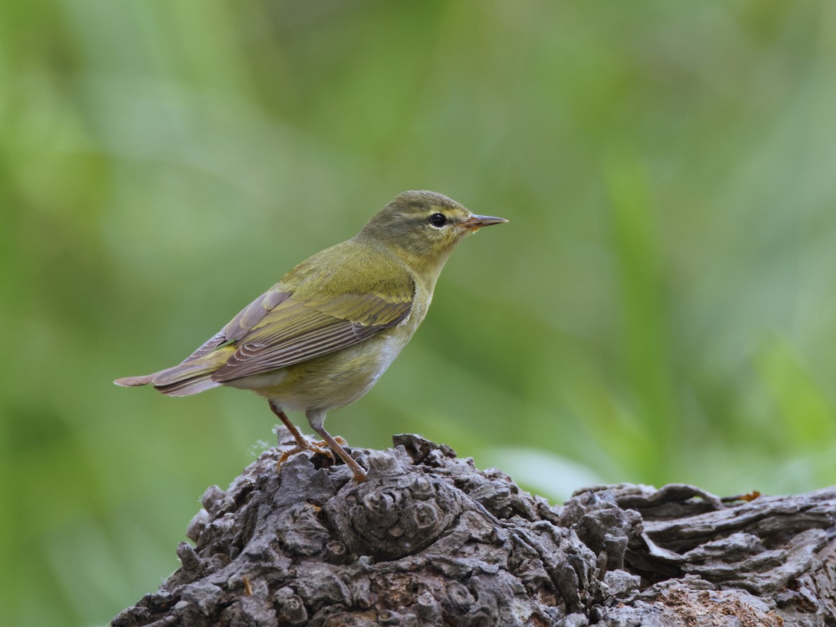 Tennessee Warbler - Dina Perry