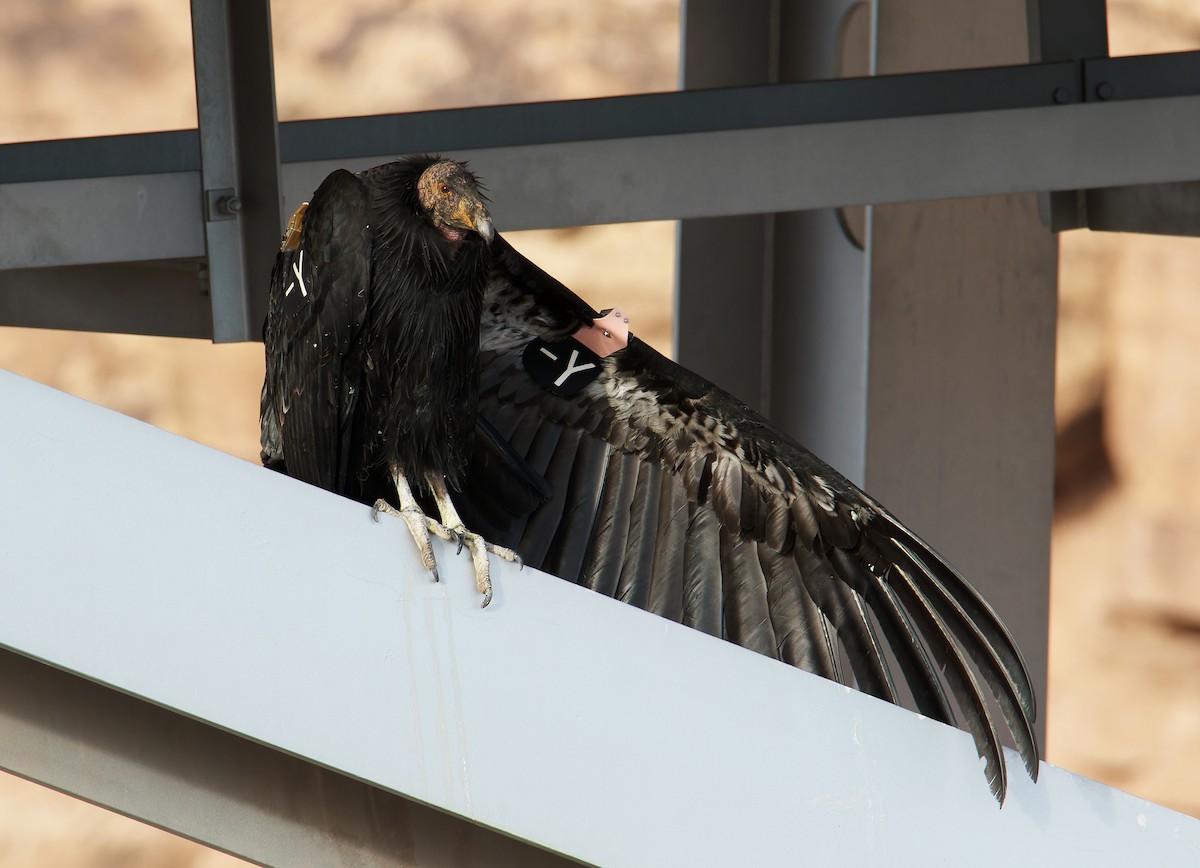 Condor de Californie - ML617947997