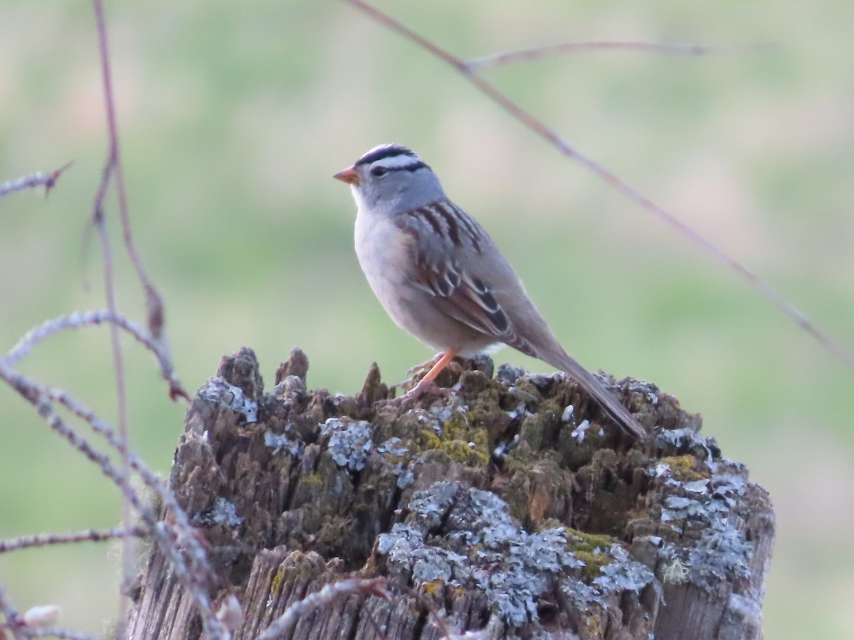 White-crowned Sparrow - ML617948030