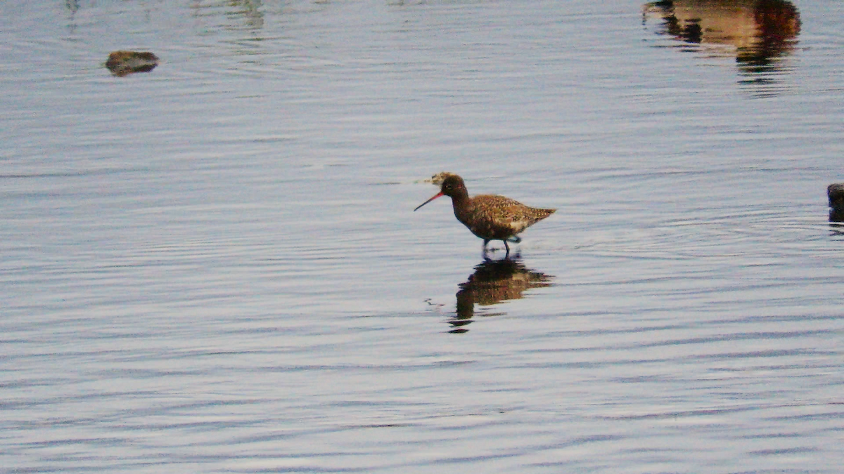 Spotted Redshank - ML617948031