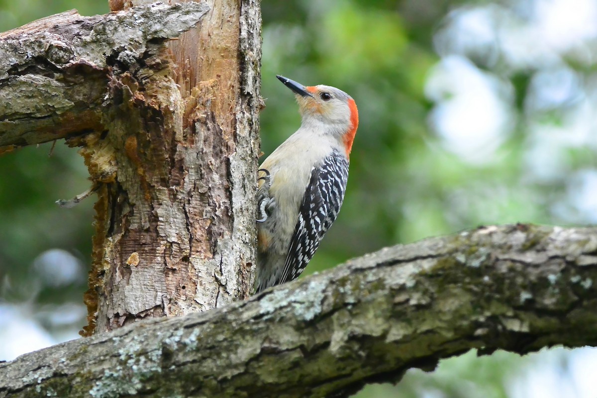 Red-bellied Woodpecker - Seth Honig