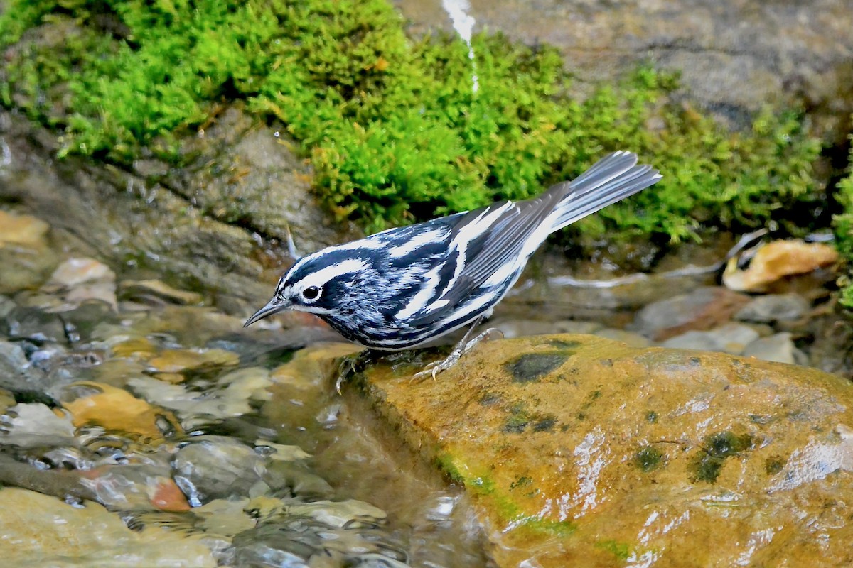 Black-and-white Warbler - ML617948053