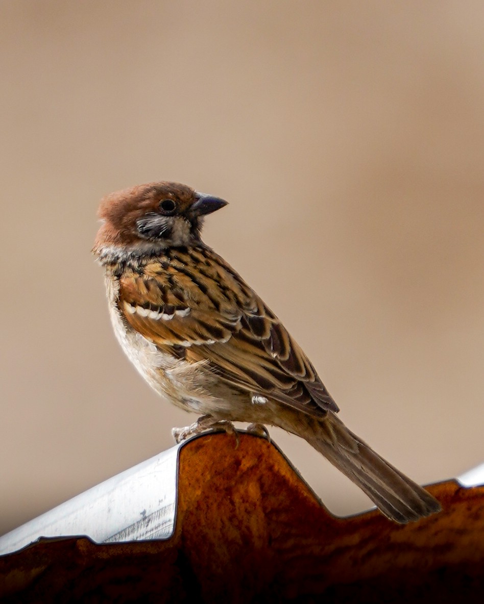Eurasian Tree Sparrow - ML617948056