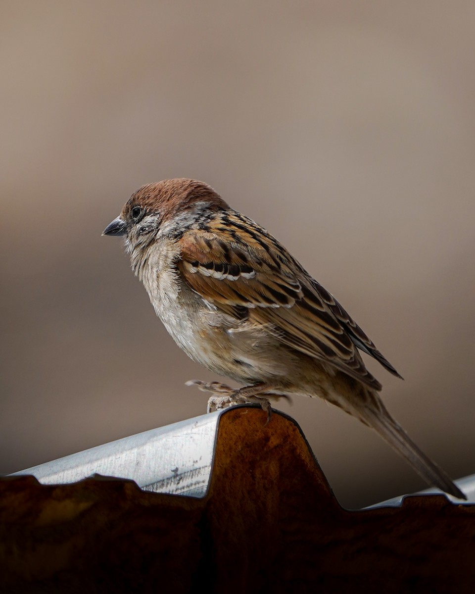 Eurasian Tree Sparrow - ML617948057