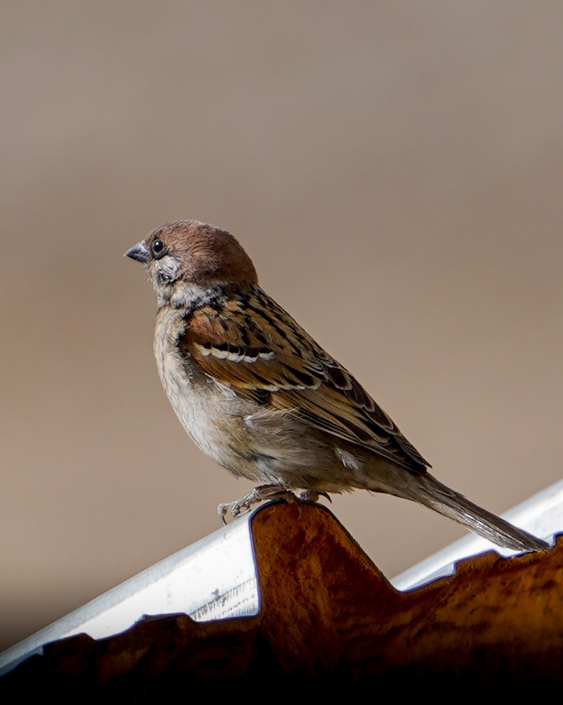 Eurasian Tree Sparrow - ML617948058