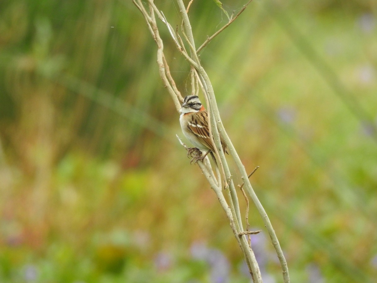 Rufous-collared Sparrow - ML617948078