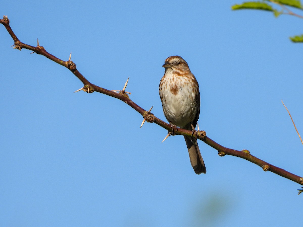 Song Sparrow - Samuel Burckhardt