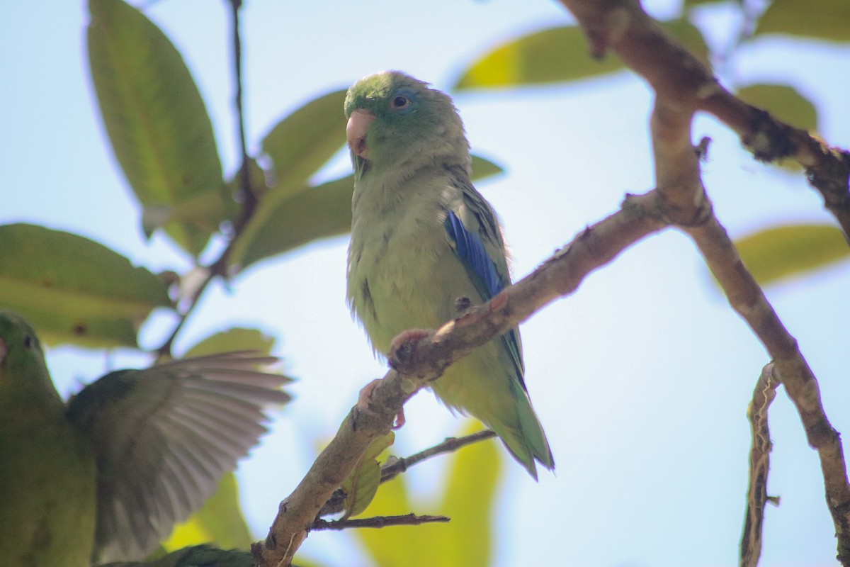 Spectacled Parrotlet - ML617948149
