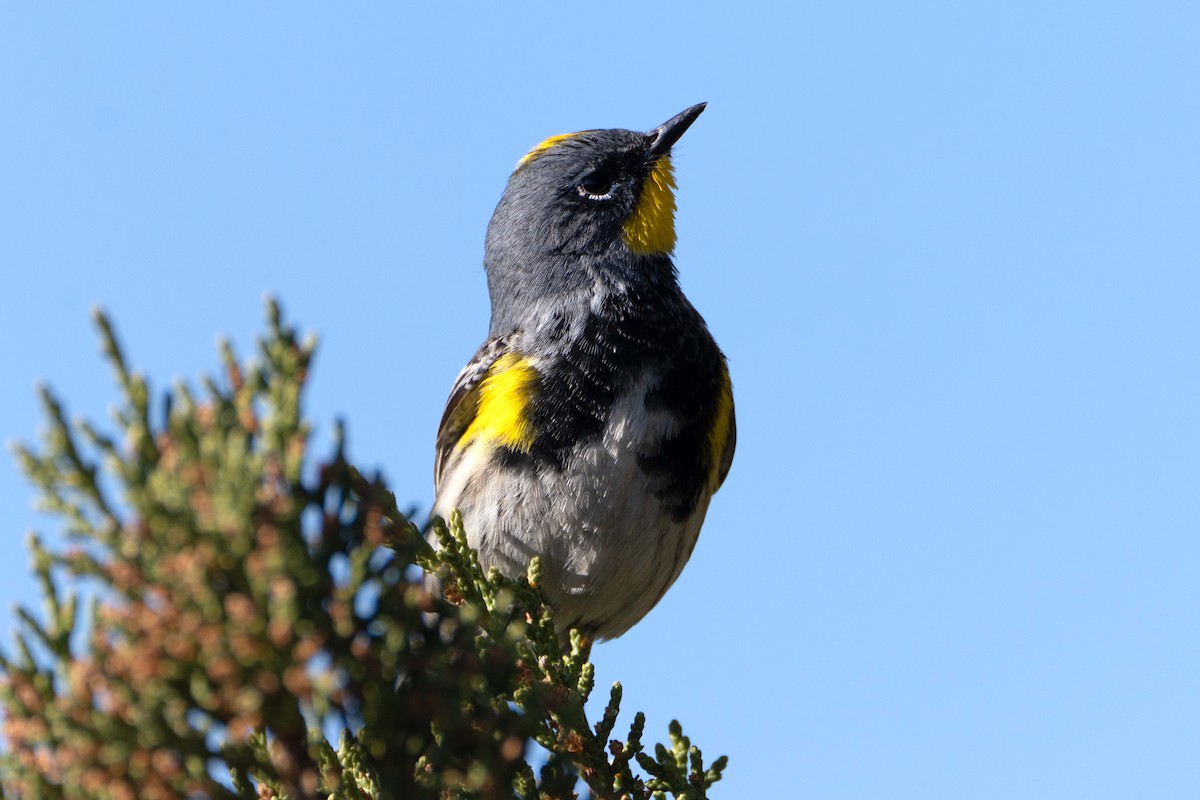 Yellow-rumped Warbler (Audubon's) - ML617948160